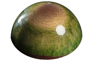 Gentiane-bourgeons-de-sapin